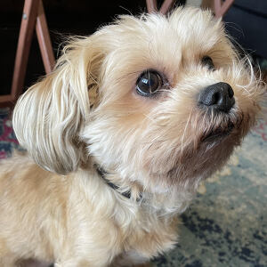 Fundraising Page: Darcy Ogaldez